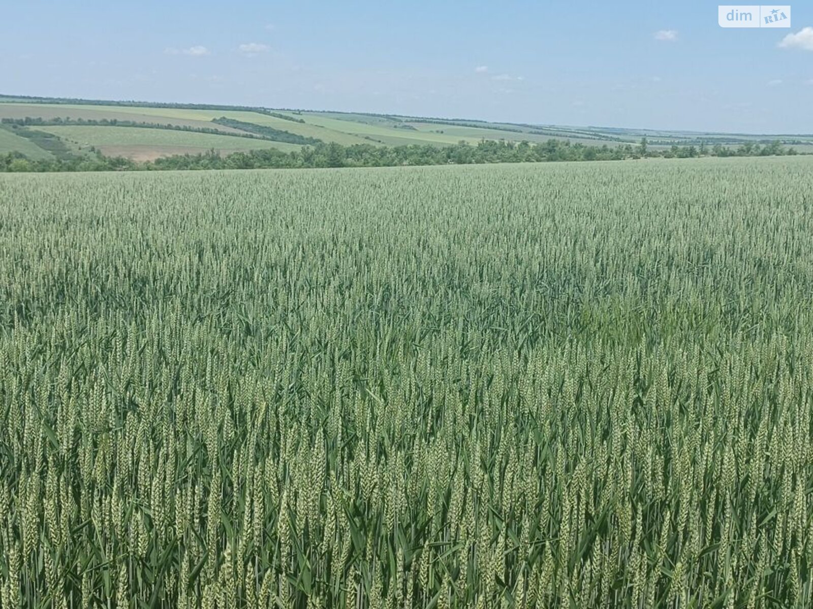 Аренда земли сельскохозяйственного назначения в Федосеевке, цена: 73 462 грн за объект фото 1