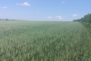 Аренда земли сельскохозяйственного назначения в Федосеевке, цена: 73 462 грн за объект фото 2