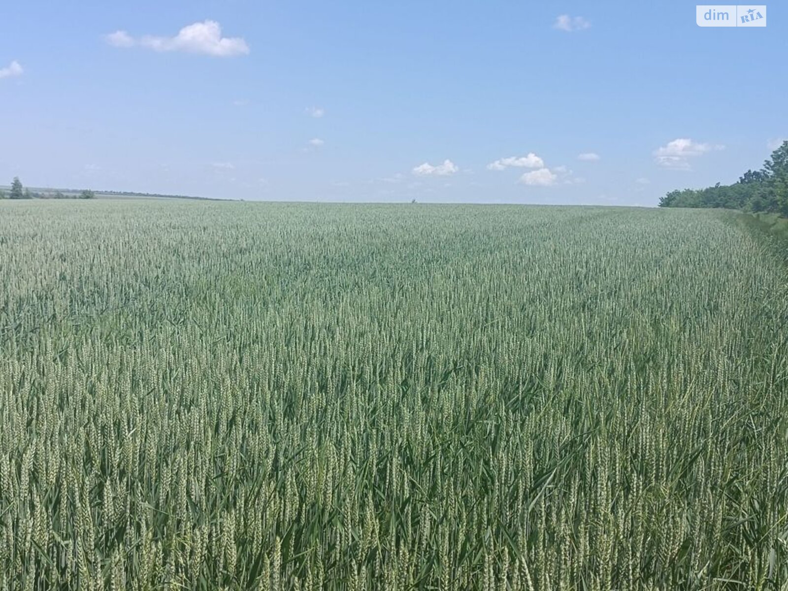 Аренда земли сельскохозяйственного назначения в Федосеевке, цена: 73 462 грн за объект фото 1