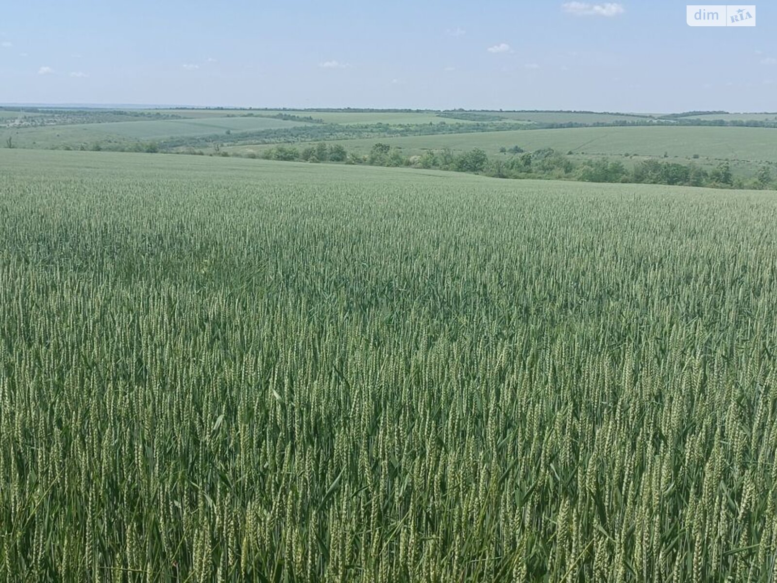 Аренда земли сельскохозяйственного назначения в Федосеевке, цена: 73 462 грн за объект фото 1