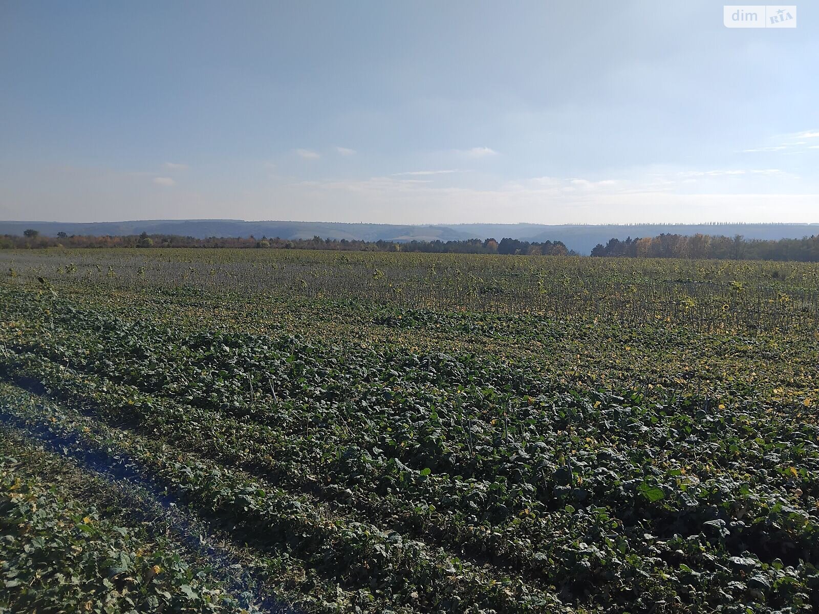 Аренда земли сельскохозяйственного назначения в Гораевке, цена: 31 719 грн за объект фото 1