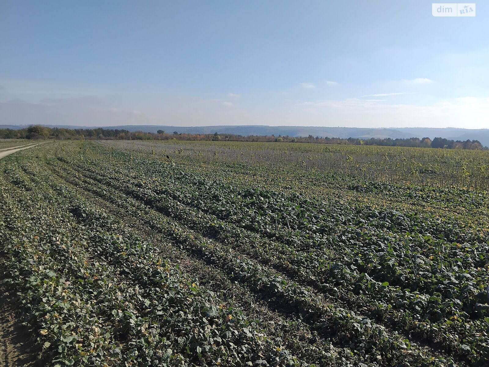 Аренда земли сельскохозяйственного назначения в Гораевке, цена: 31 719 грн за объект фото 1