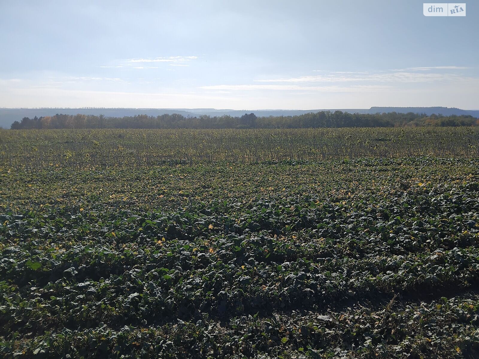 Аренда земли сельскохозяйственного назначения в Гораевке, цена: 31 719 грн за объект фото 1