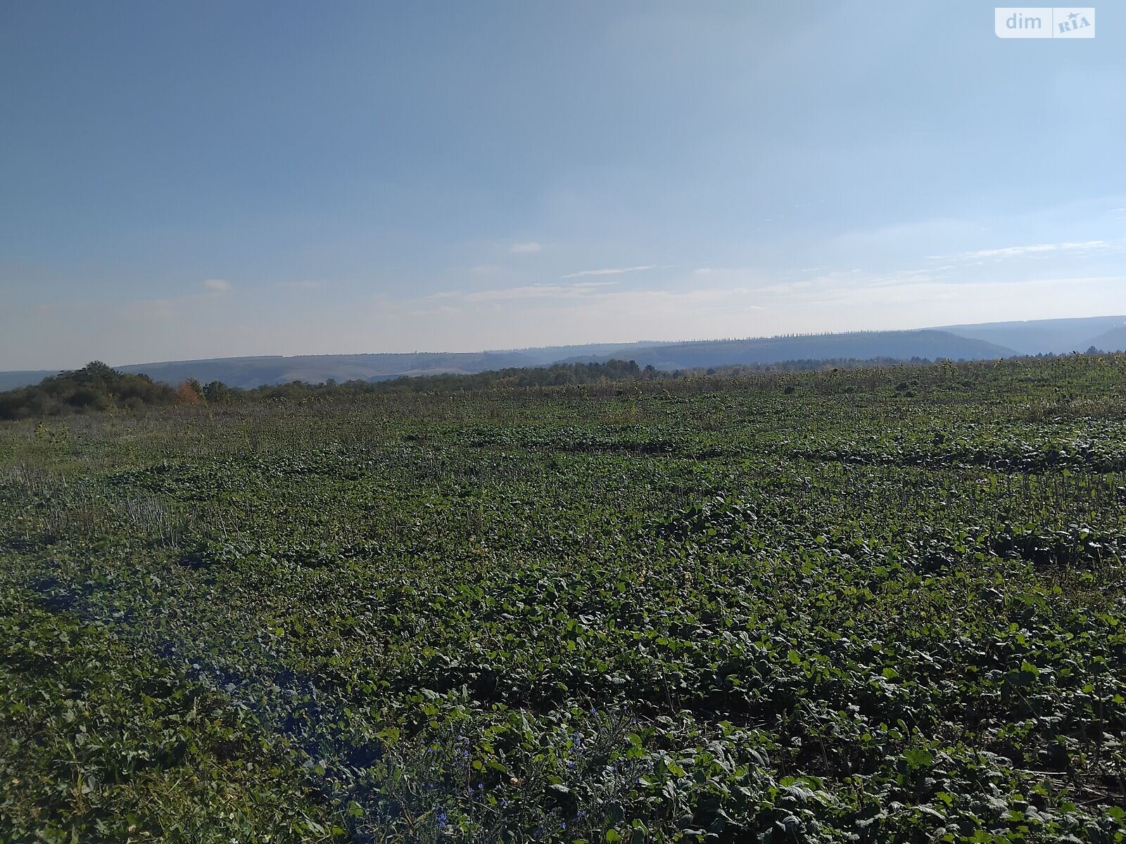 Оренда землі сільськогосподарського призначення в Гораївці, ціна: 24 530 грн за об’єкт фото 1 Оренда землі сільськогосподарського призначення в Гораївці, ціна: 24 530 грн за об’єкт фото 1