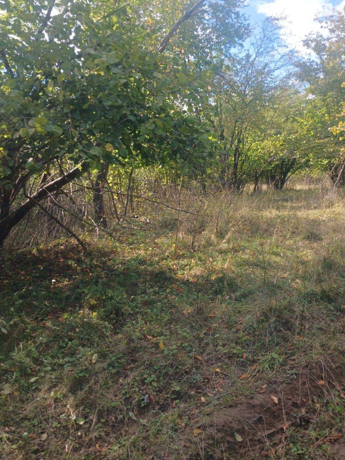 Оренда землі сільськогосподарського призначення в Гордівцях, ціна: 22 576 грн за об’єкт фото 1