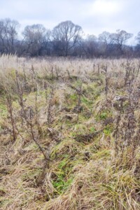 Оренда землі сільськогосподарського призначення в Ходорові, ціна: 1 175 грн за об’єкт фото 1