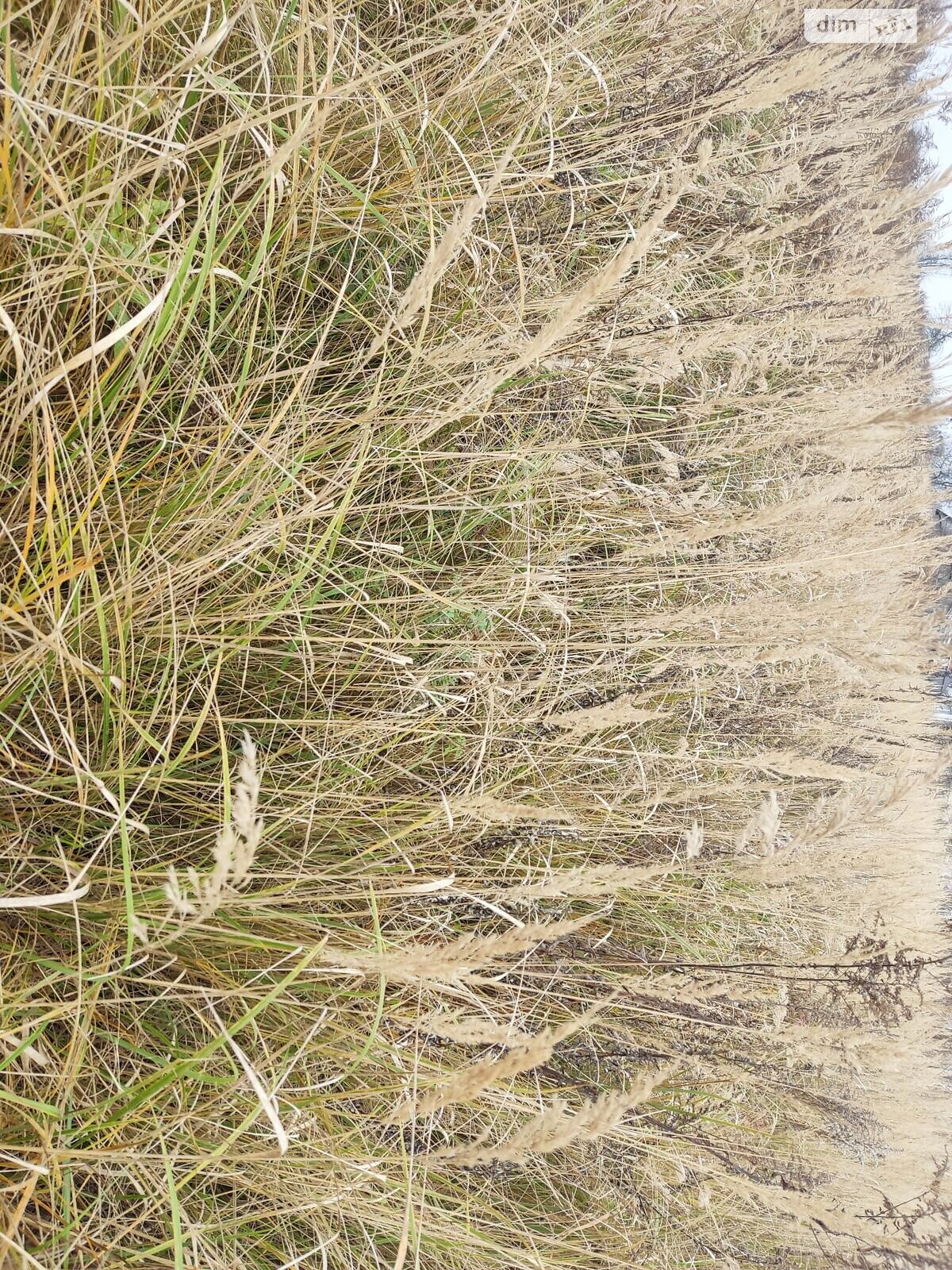 Оренда землі сільськогосподарського призначення в Ходорові, ціна: 2 823 грн за об’єкт фото 1