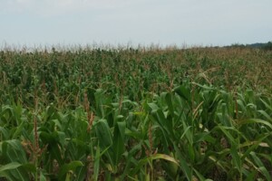 Аренда земли сельскохозяйственного назначения в Жмеринке, цена: 3 866 грн за объект фото 2 Аренда земли сельскохозяйственного назначения в Жмеринке, цена: 3 866 грн за объект фото 2