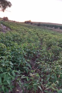 Аренда земли сельскохозяйственного назначения в Жмеринке, цена: 21 042 грн за объект фото 1 Аренда земли сельскохозяйственного назначения в Жмеринке, цена: 21 042 грн за объект фото 1