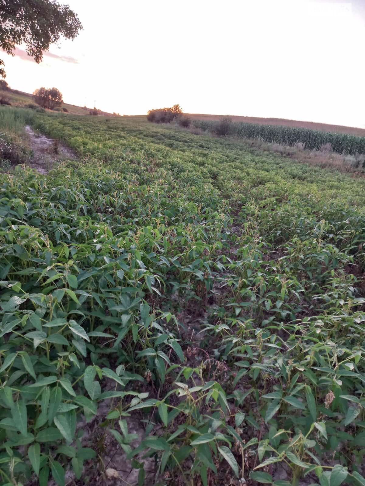 Аренда земли сельскохозяйственного назначения в Жмеринке, цена: 21 042 грн за объект фото 1 Аренда земли сельскохозяйственного назначения в Жмеринке, цена: 21 042 грн за объект фото 1