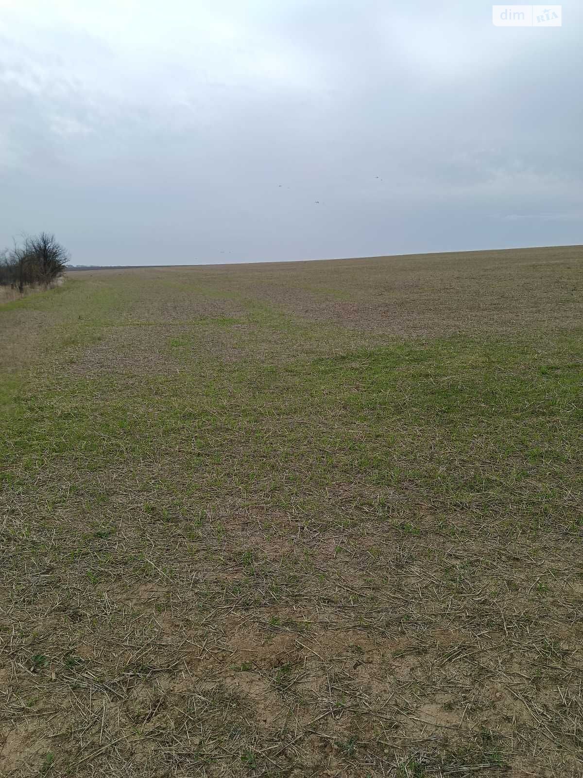 Аренда земли сельскохозяйственного назначения в Каменке, цена: 55 886 грн за объект фото 1