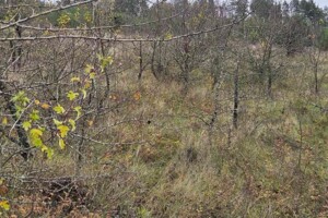 Оренда землі сільськогосподарського призначення в Киковій, ціна: 44 210 грн за об’єкт фото 1 Оренда землі сільськогосподарського призначення в Киковій, ціна: 44 210 грн за об’єкт фото 1