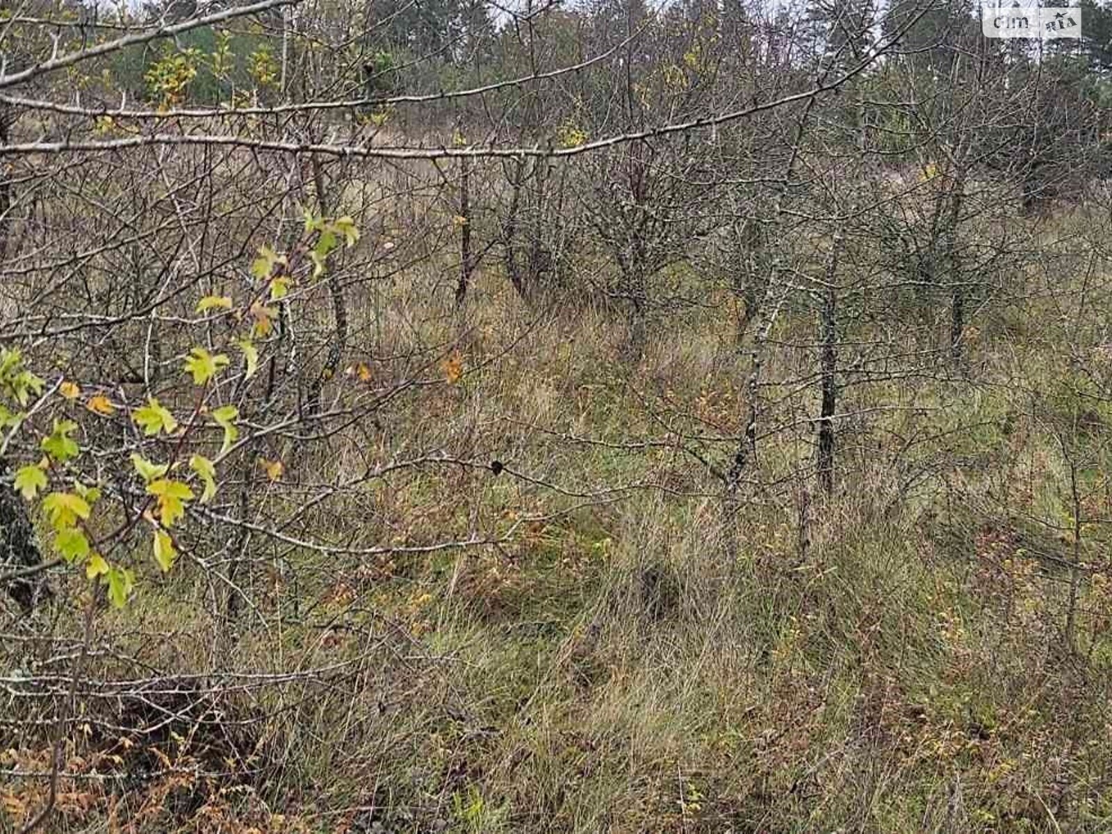 Оренда землі сільськогосподарського призначення в Киковій, ціна: 44 210 грн за об’єкт фото 1 Оренда землі сільськогосподарського призначення в Киковій, ціна: 44 210 грн за об’єкт фото 1