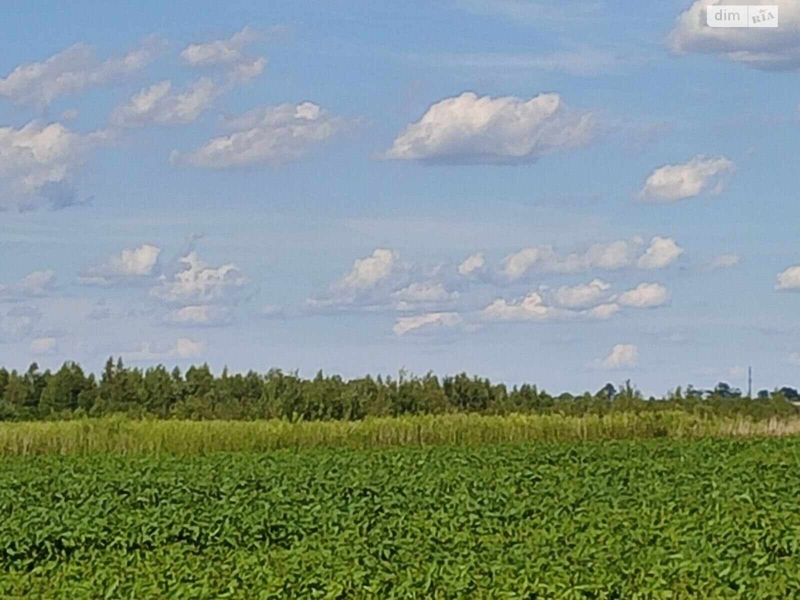 Оренда землі сільськогосподарського призначення в Лісоку, ціна: 2 485 грн за об’єкт фото 1