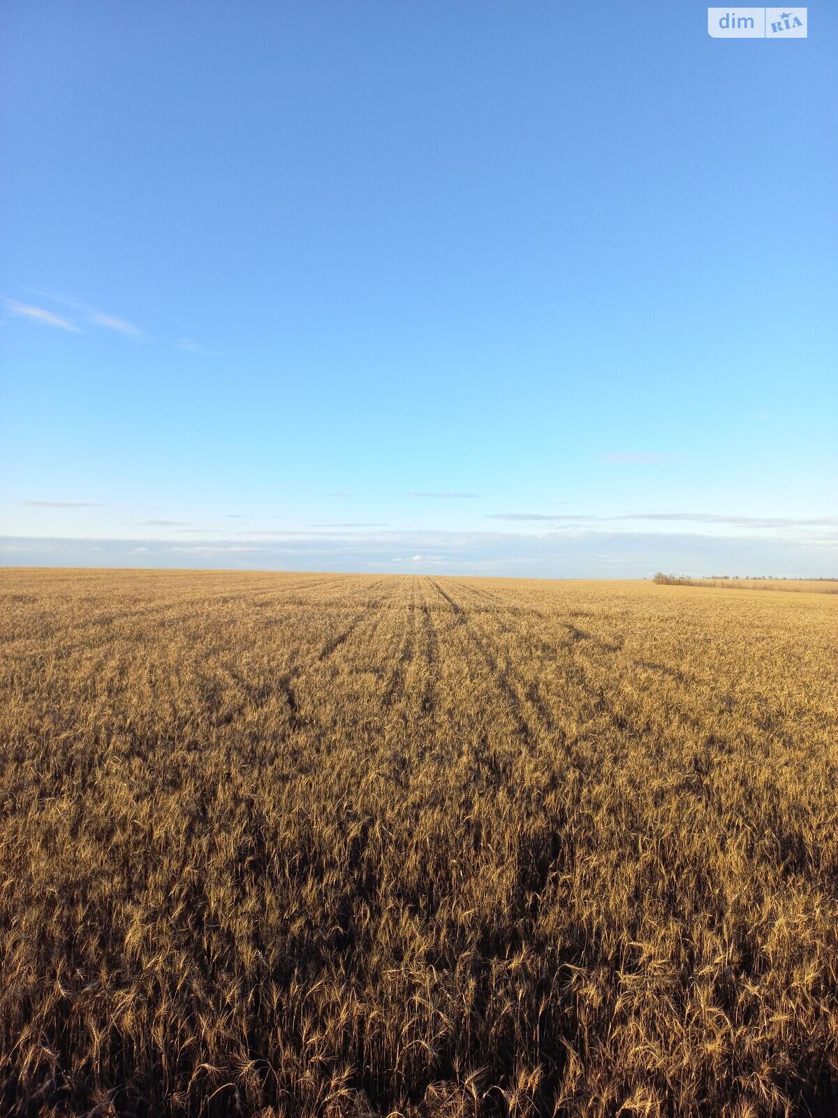 Аренда земли сельскохозяйственного назначения в Музиковке, цена: 62 995 грн за объект фото 1 Аренда земли сельскохозяйственного назначения в Музиковке, цена: 62 995 грн за объект фото 1