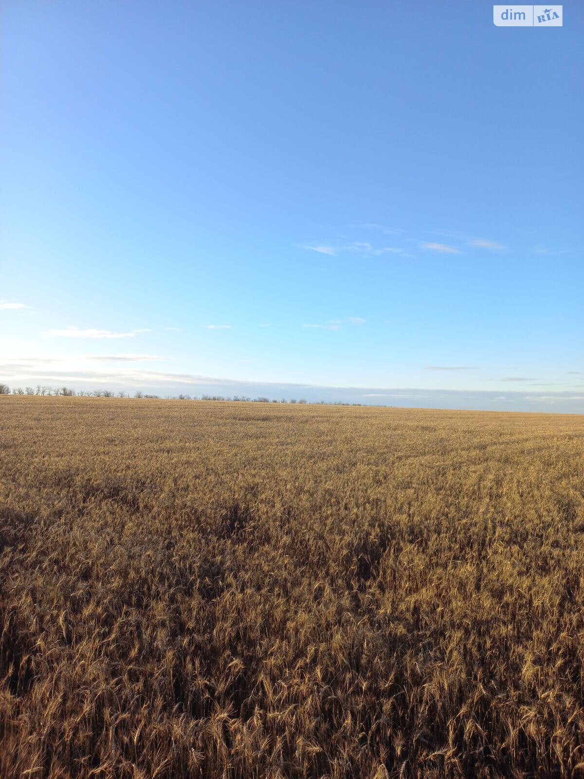 Аренда земли сельскохозяйственного назначения в Музиковке, цена: 62 995 грн за объект фото 1 Аренда земли сельскохозяйственного назначения в Музиковке, цена: 62 995 грн за объект фото 1