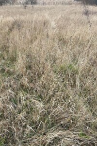 Оренда землі сільськогосподарського призначення в Новомутині, ціна: 6 466 грн за об’єкт фото 1