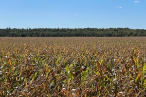 Аренда земли сельскохозяйственного назначения в Озерах, цена: 57 283 грн за объект фото 1 Аренда земли сельскохозяйственного назначения в Озерах, цена: 57 283 грн за объект фото 1