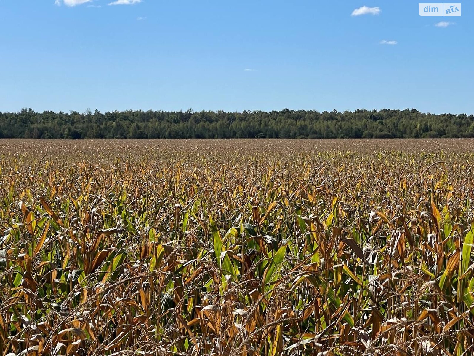 Аренда земли сельскохозяйственного назначения в Озерах, цена: 57 283 грн за объект фото 1 Аренда земли сельскохозяйственного назначения в Озерах, цена: 57 283 грн за объект фото 1