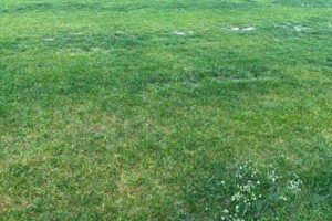 Оренда землі сільськогосподарського призначення в Покровському, ціна: 29 058 грн за об’єкт фото 2