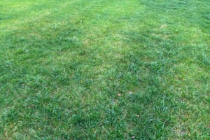 Оренда землі сільськогосподарського призначення в Покровському, ціна: 40 328 грн за об’єкт фото 2