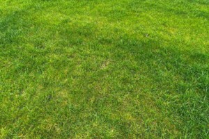 Оренда землі сільськогосподарського призначення в Покровському, ціна: 23 854 грн за об’єкт фото 2