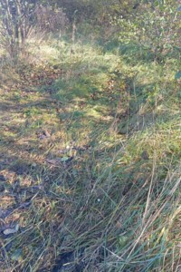 Оренда землі сільськогосподарського призначення в Полонному, ціна: 14 136 грн за об’єкт фото 1