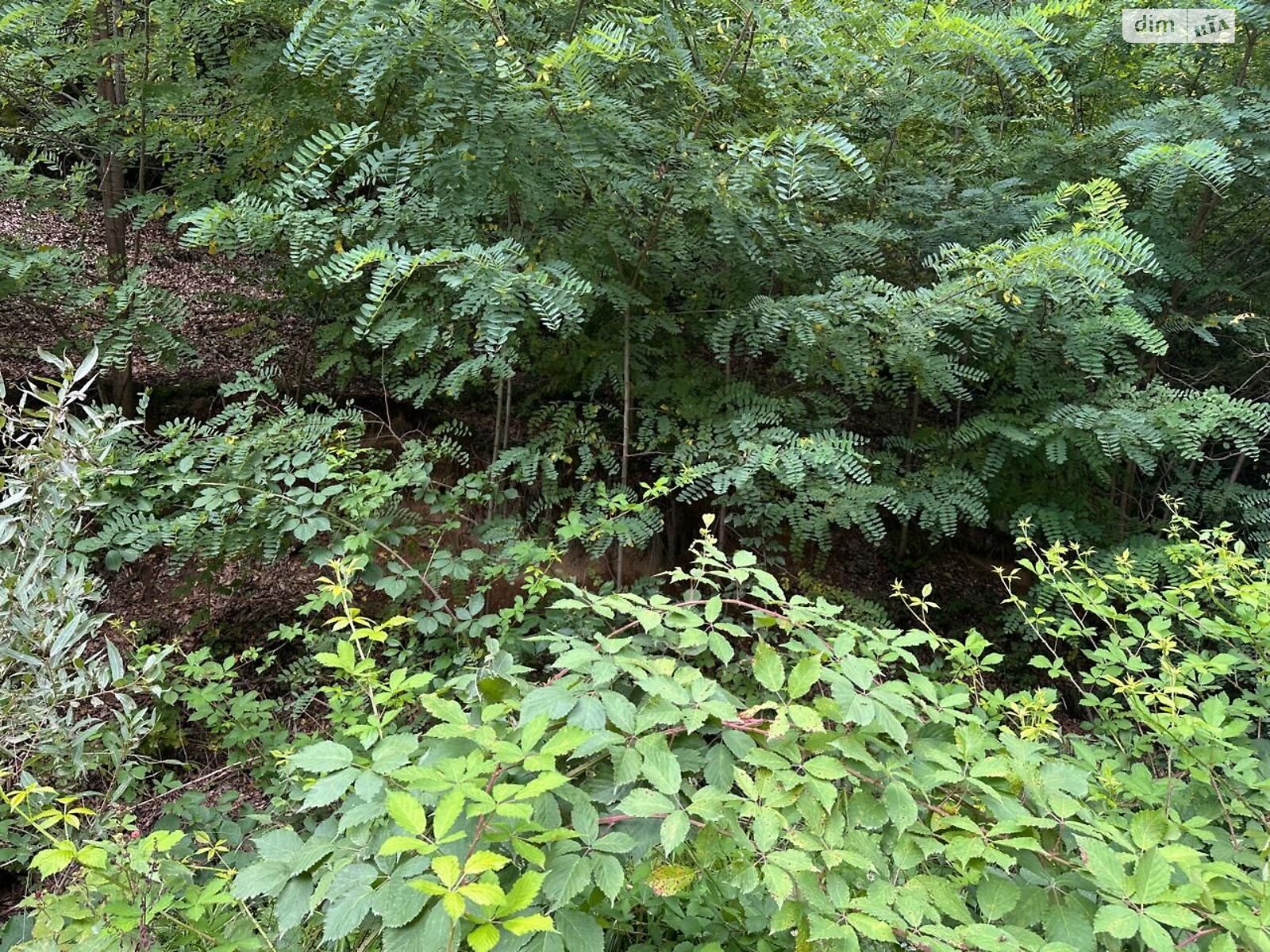 Аренда земли сельскохозяйственного назначения в Поляне, цена: 53 грн за объект фото 1