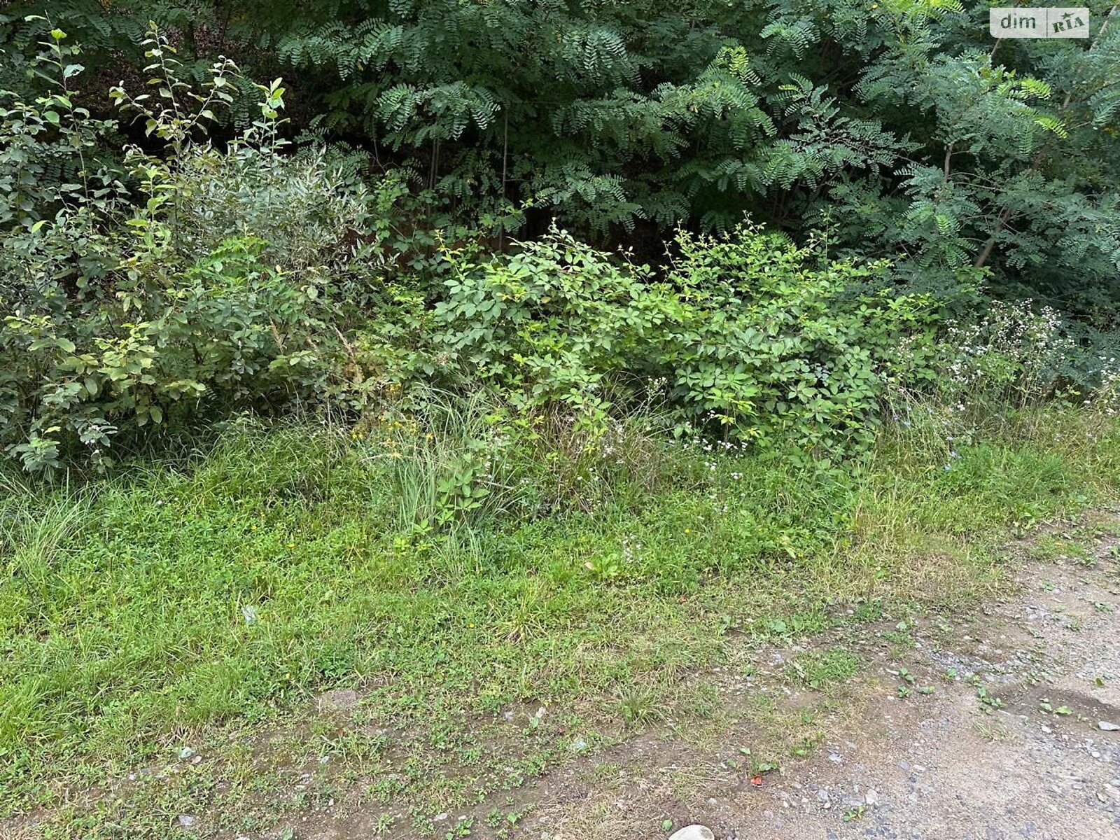 Аренда земли сельскохозяйственного назначения в Поляне, цена: 53 грн за объект фото 1