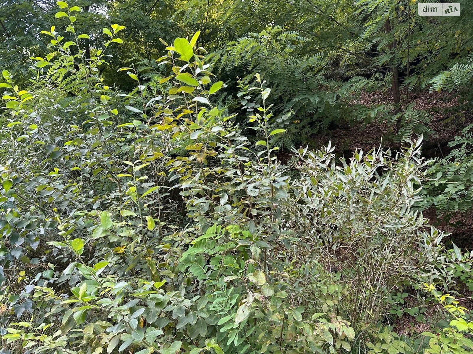 Аренда земли сельскохозяйственного назначения в Поляне, цена: 53 грн за объект фото 1