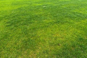 Оренда землі сільськогосподарського призначення в Приміське, ціна: 58 772 грн за об’єкт фото 2