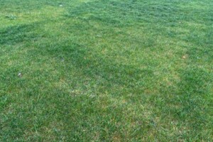 Оренда землі сільськогосподарського призначення в Приміське, ціна: 45 624 грн за об’єкт фото 2