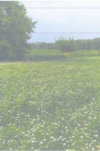 Оренда землі сільськогосподарського призначення в Семенівці, ціна: 20 160 грн за об’єкт фото 2