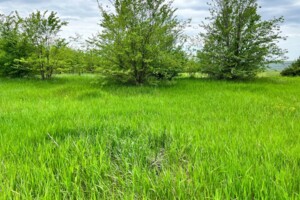 Оренда землі сільськогосподарського призначення в Ширяєві, ціна: 10 466 грн за об’єкт фото 1 Оренда землі сільськогосподарського призначення в Ширяєві, ціна: 10 466 грн за об’єкт фото 1