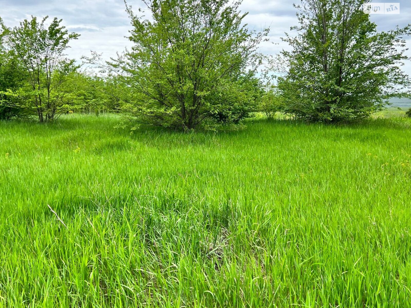 Оренда землі сільськогосподарського призначення в Ширяєві, ціна: 10 466 грн за об’єкт фото 1 Оренда землі сільськогосподарського призначення в Ширяєві, ціна: 10 466 грн за об’єкт фото 1