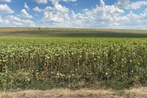 Аренда земли сельскохозяйственного назначения в Ширяеве, цена: 2 239 грн за объект фото 1 Аренда земли сельскохозяйственного назначения в Ширяеве, цена: 2 239 грн за объект фото 1