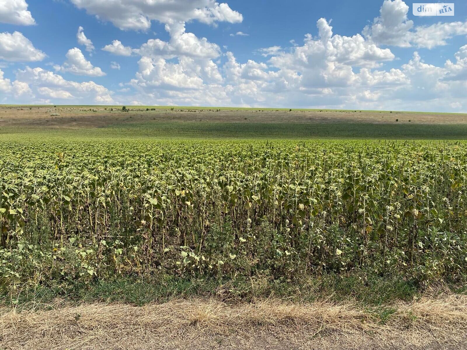 Аренда земли сельскохозяйственного назначения в Ширяеве, цена: 2 239 грн за объект фото 1 Аренда земли сельскохозяйственного назначения в Ширяеве, цена: 2 239 грн за объект фото 1