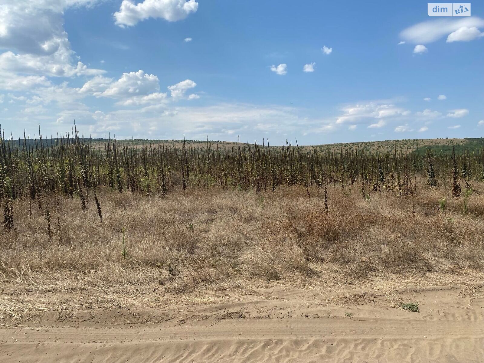 Аренда земли сельскохозяйственного назначения в Ширяеве, цена: 48 523 грн за объект фото 1 Аренда земли сельскохозяйственного назначения в Ширяеве, цена: 48 523 грн за объект фото 1