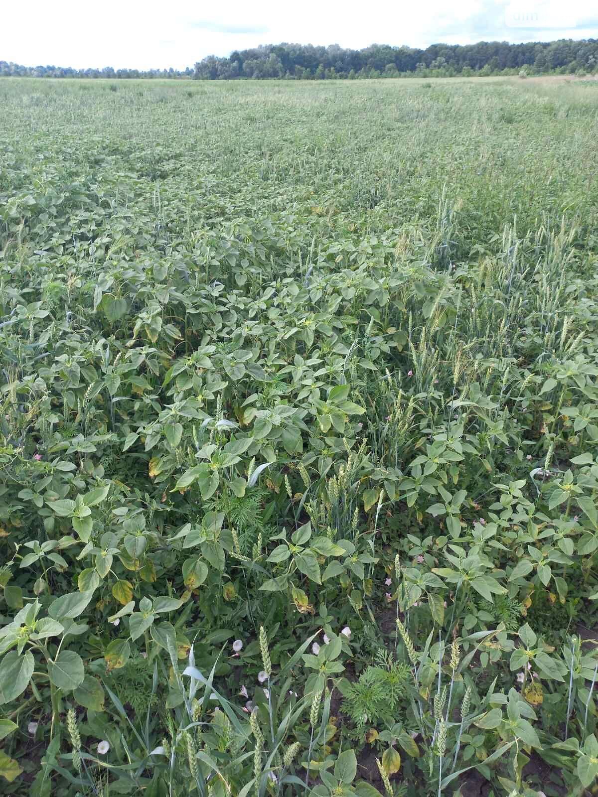 Аренда земли сельскохозяйственного назначения в Снетине, цена: 1 092 грн за объект фото 1 Аренда земли сельскохозяйственного назначения в Снетине, цена: 1 092 грн за объект фото 1