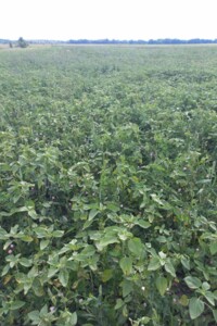 Аренда земли сельскохозяйственного назначения в Снетине, цена: 1 092 грн за объект фото 1 Аренда земли сельскохозяйственного назначения в Снетине, цена: 1 092 грн за объект фото 1