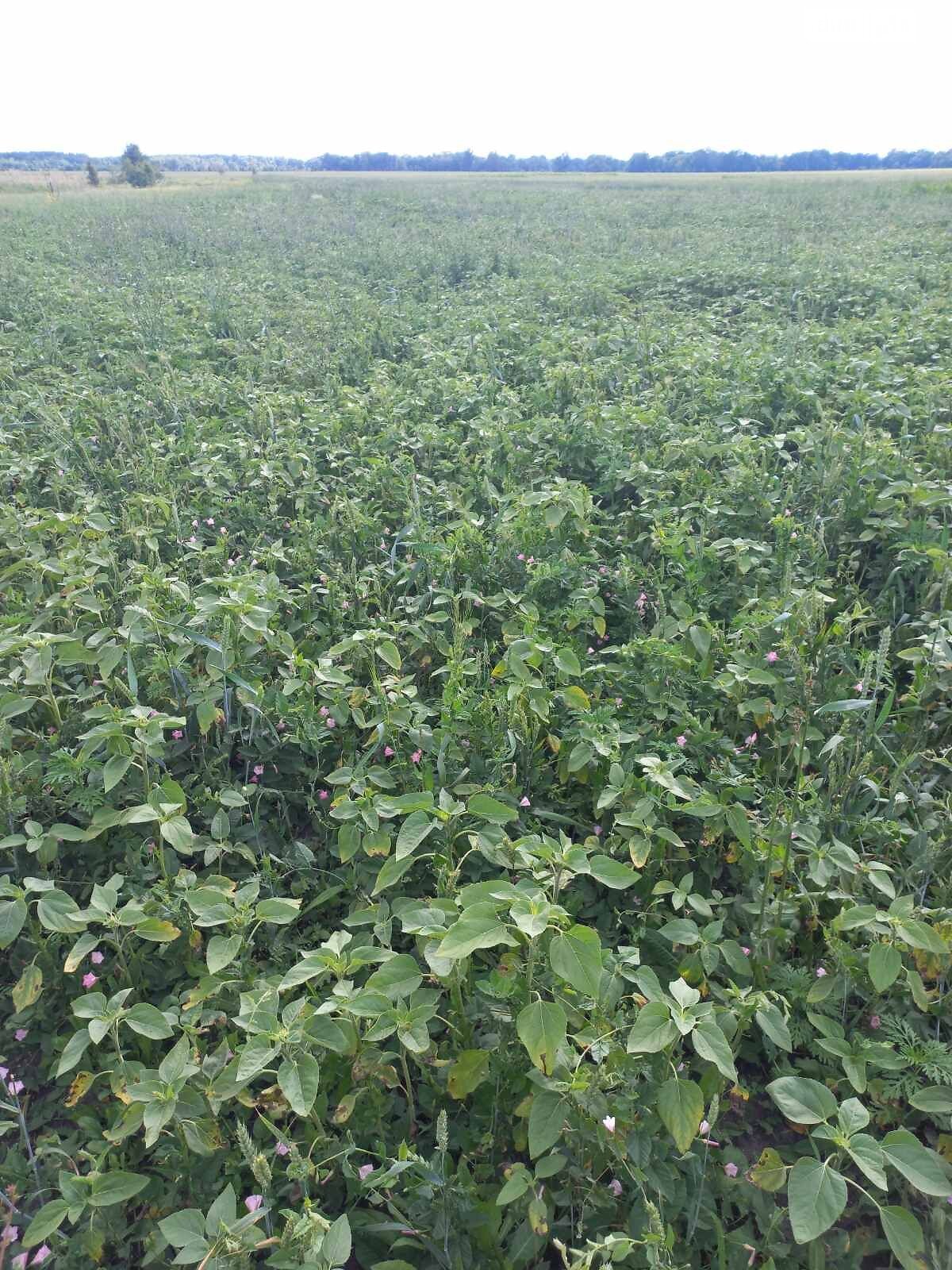 Аренда земли сельскохозяйственного назначения в Снетине, цена: 1 092 грн за объект фото 1 Аренда земли сельскохозяйственного назначения в Снетине, цена: 1 092 грн за объект фото 1