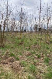 Оренда землі сільськогосподарського призначення в Соколеві, ціна: 4 182 грн за об’єкт фото 2