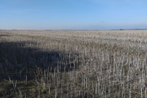 Аренда земли сельскохозяйственного назначения в Старой Ушице, цена: 87 297 грн за объект фото 2 Аренда земли сельскохозяйственного назначения в Старой Ушице, цена: 87 297 грн за объект фото 2