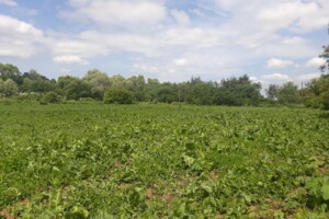 Аренда земли сельскохозяйственного назначения в Старых Богородчанах, цена: 1 158 грн за объект фото 1 Аренда земли сельскохозяйственного назначения в Старых Богородчанах, цена: 1 158 грн за объект фото 1