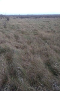 Оренда землі сільськогосподарського призначення в Стовпеці, ціна: 19 296 грн за об’єкт фото 1