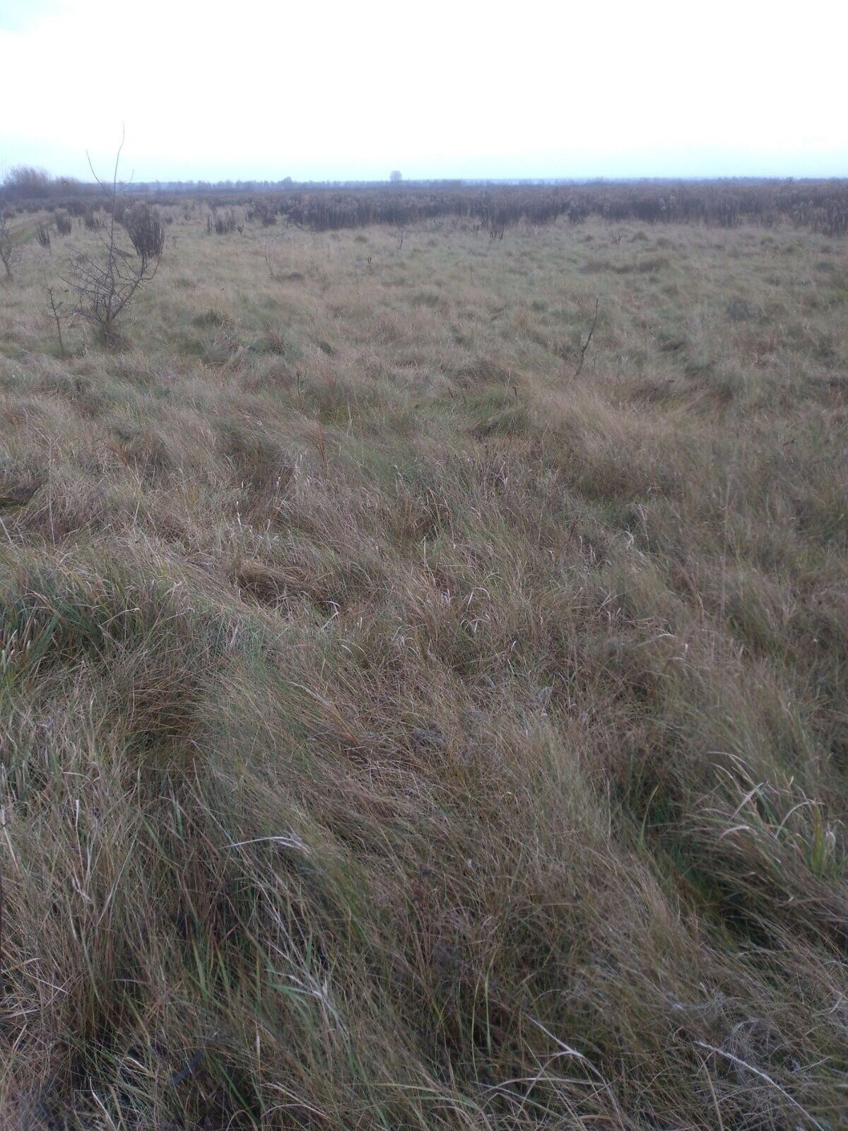 Оренда землі сільськогосподарського призначення в Стовпеці, ціна: 19 296 грн за об’єкт фото 1