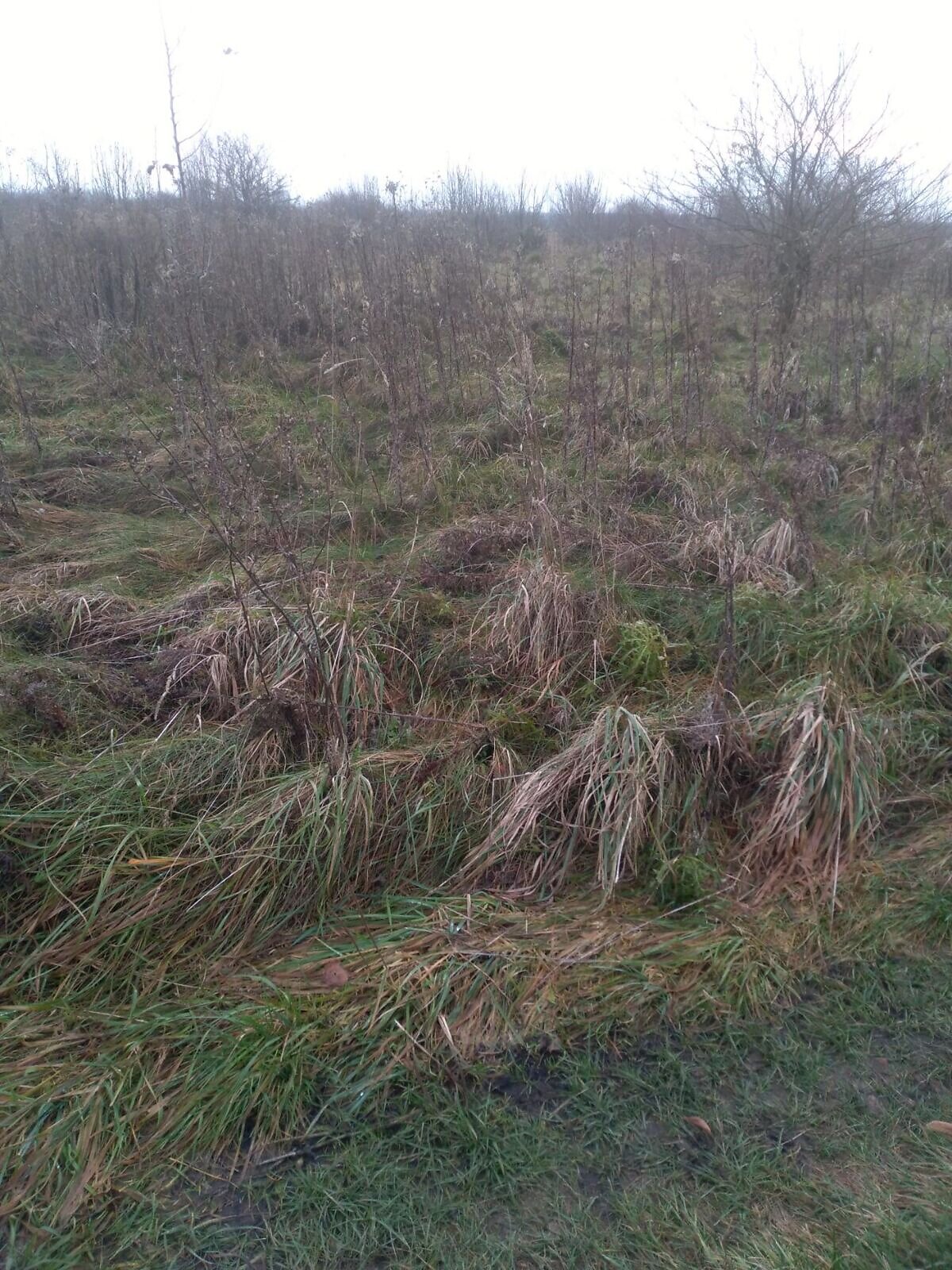Аренда земли сельскохозяйственного назначения в Стовпеце, цена: 4 798 грн за объект фото 1