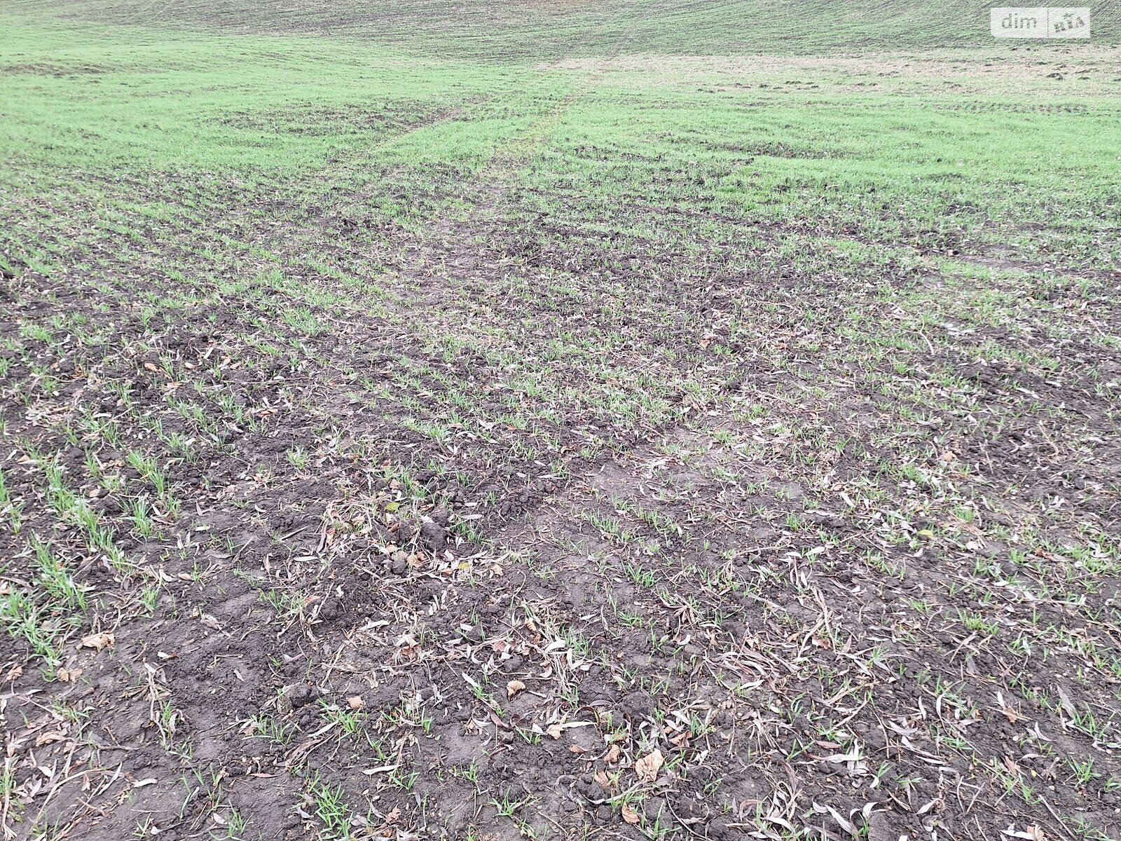 Аренда земли сельскохозяйственного назначения в Вашковцах, цена: 14 599 грн за объект фото 1