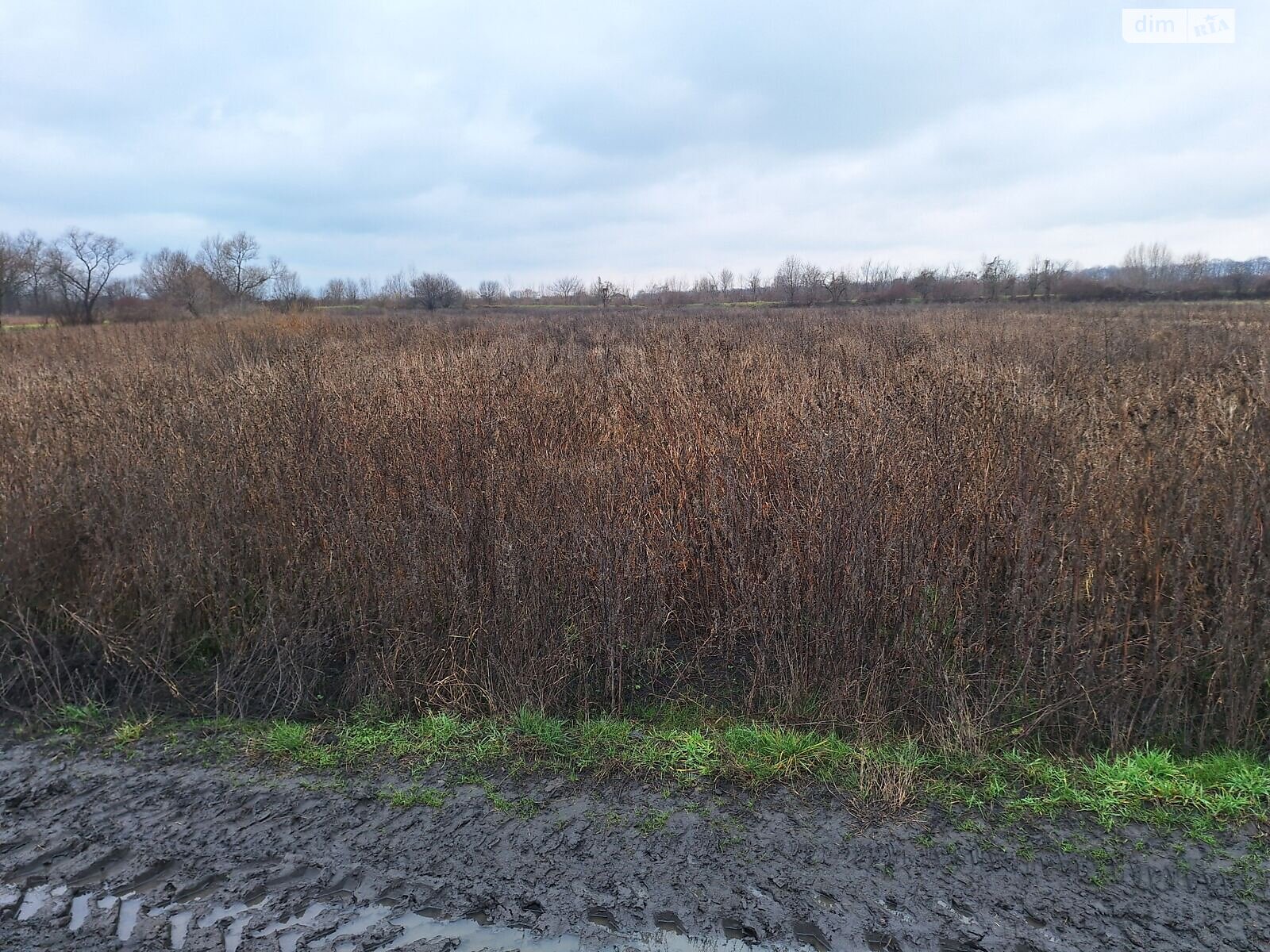 Аренда земли сельскохозяйственного назначения в Вашковцах, цена: 31 018 грн за объект фото 1