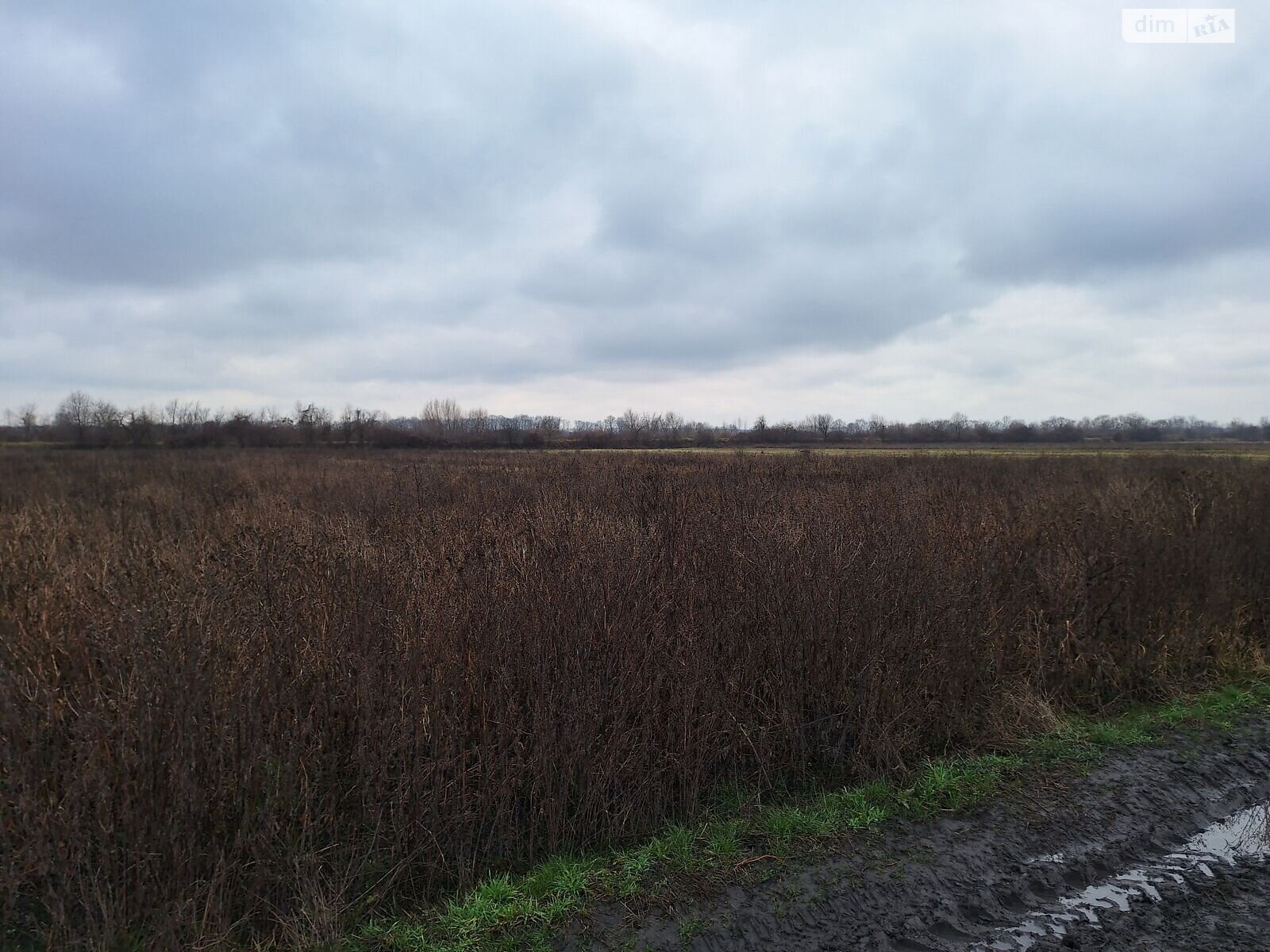 Аренда земли сельскохозяйственного назначения в Вашковцах, цена: 31 018 грн за объект фото 1